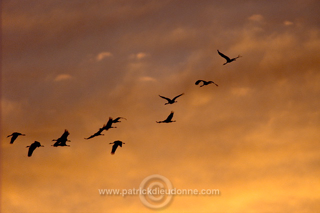 Common Crane (Grus grus) - Grue cendree - 21054