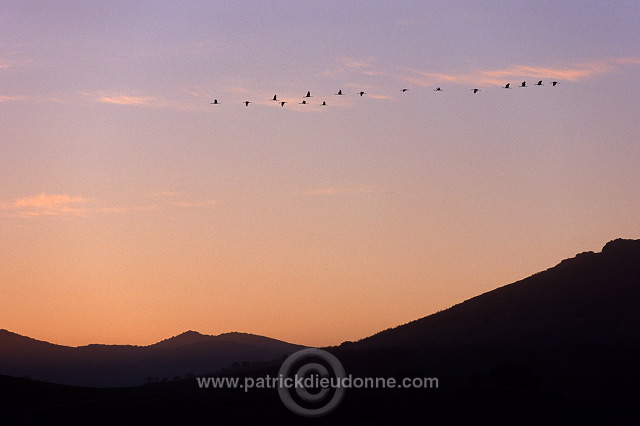 Common Crane (Grus grus) - Grue cendree - 21058