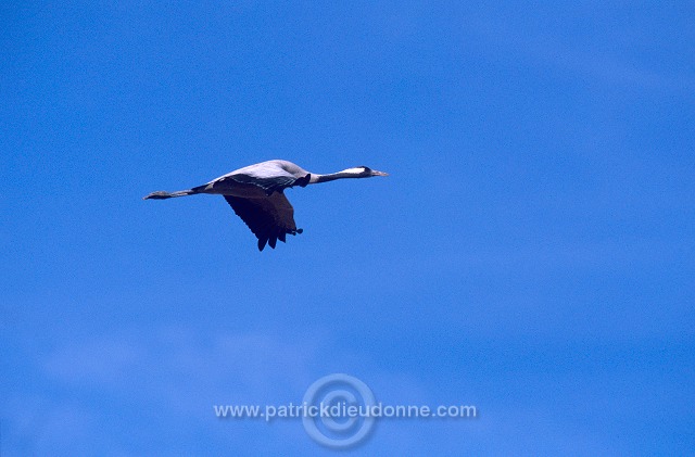 Common Crane (Grus grus) - Grue cendree - 21060