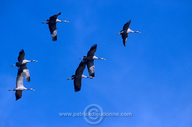 Common Crane (Grus grus) - Grue cendree - 21061