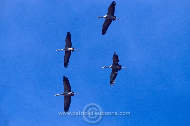 Common Crane (Grus grus) - Grue cendree - 21062