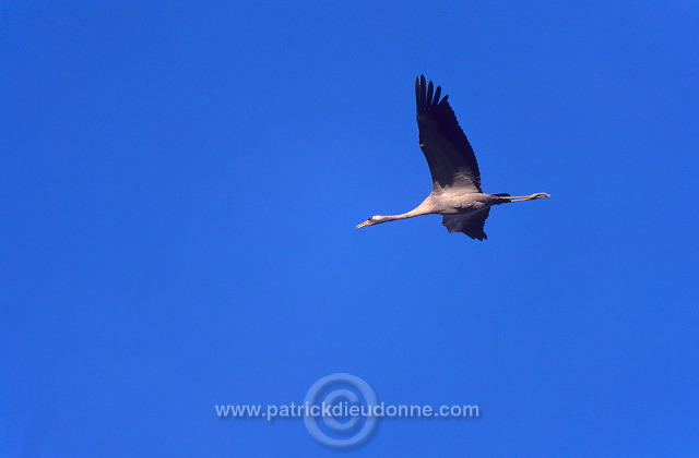 Common Crane (Grus grus) - Grue cendree - 21063