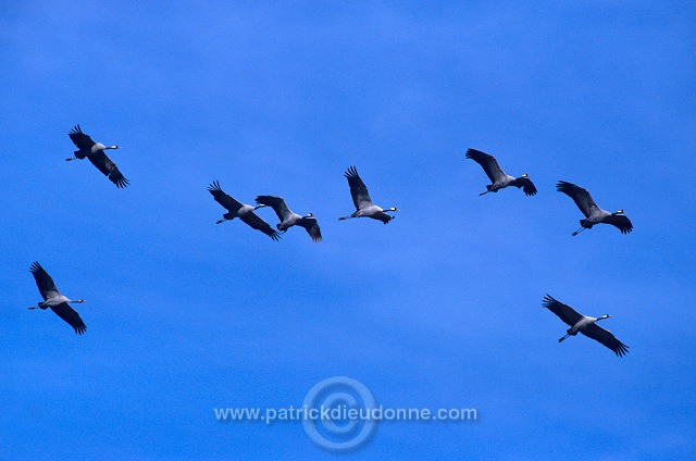 Common Crane (Grus grus) - Grue cendree - 21064