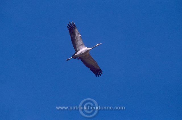 Common Crane (Grus grus) - Grue cendree - 21065