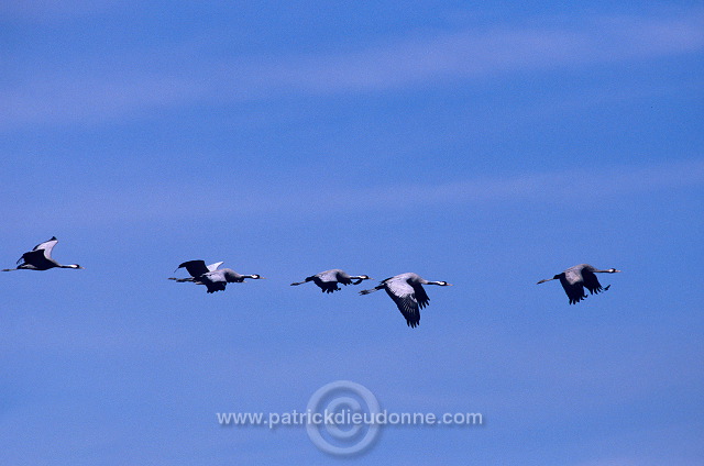 Common Crane (Grus grus) - Grue cendree - 21066