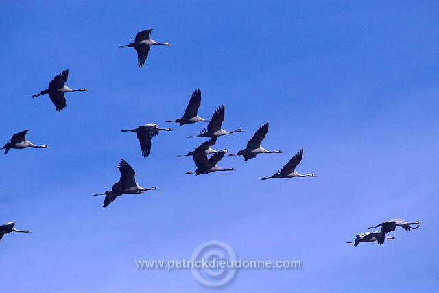 Common Crane (Grus grus) - Grue cendree - 21067