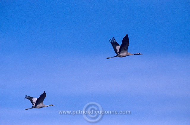 Common Crane (Grus grus) - Grue cendree - 21068