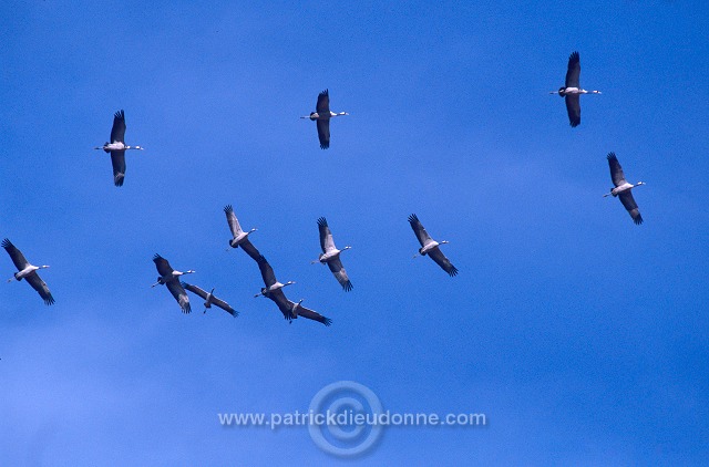 Common Crane (Grus grus) - Grue cendree - 21069