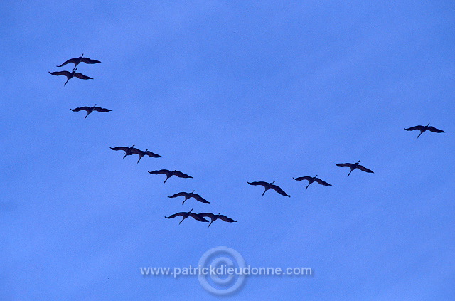 Common Crane (Grus grus) - Grue cendree - 21070