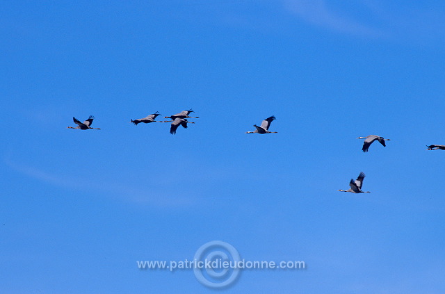 Common Crane (Grus grus) - Grue cendree - 21071