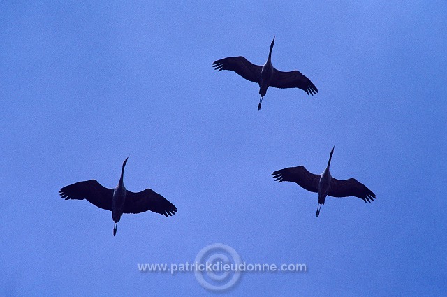 Common Crane (Grus grus) - Grue cendree - 21072