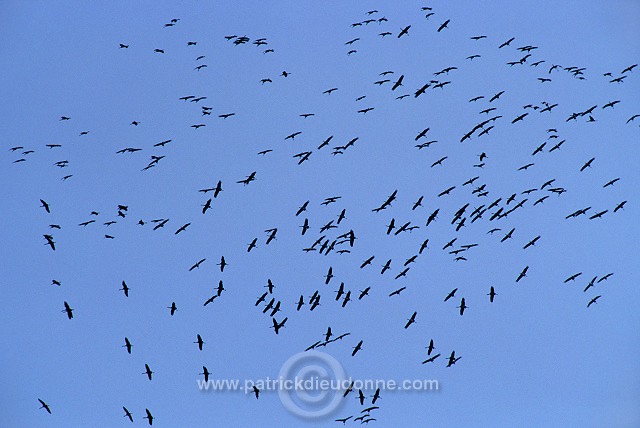 Common Crane (Grus grus) - Grue cendree - 21073