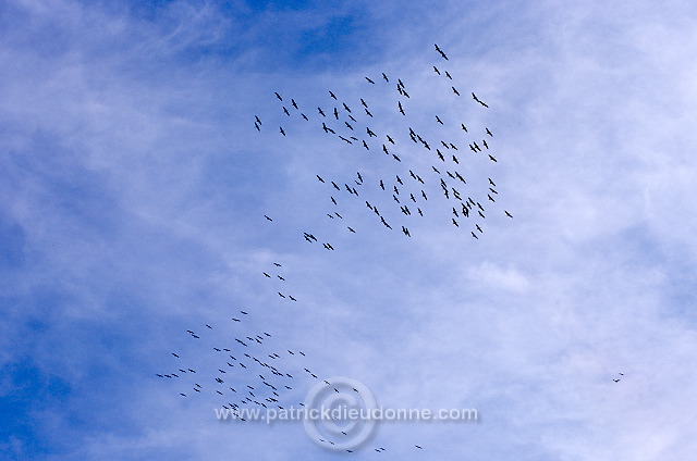 Common Crane (Grus grus) - Grue cendree - 21074