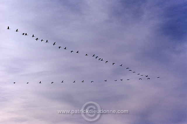 Common Crane (Grus grus) - Grue cendree - 21075