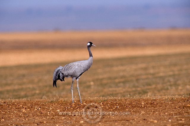 Common Crane (Grus grus) - Grue cendree - 21076