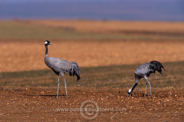 Common Crane (Grus grus) - Grue cendree - 21077