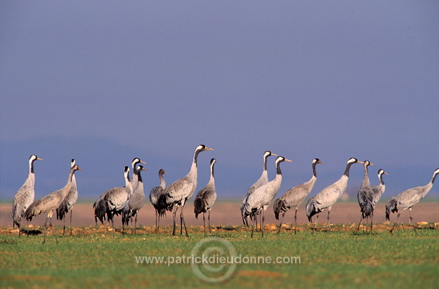 Common Crane (Grus grus) - Grue cendree - 21078