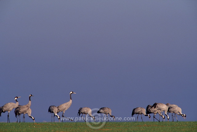 Common Crane (Grus grus) - Grue cendree - 21079