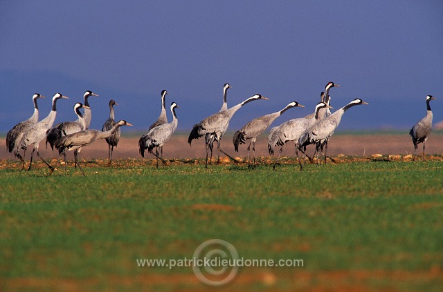 Common Crane (Grus grus) - Grue cendree - 21080