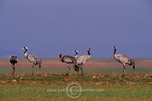 Common Crane (Grus grus) - Grue cendree - 21082