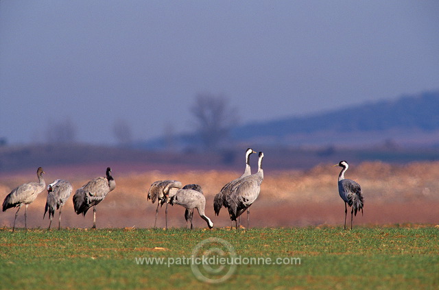 Common Crane (Grus grus) - Grue cendree - 21084