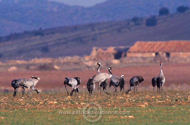 Common Crane (Grus grus) - Grue cendree - 21085