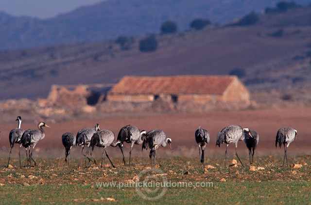 Common Crane (Grus grus) - Grue cendree - 21086