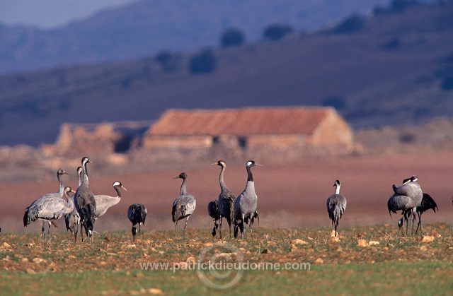 Common Crane (Grus grus) - Grue cendree - 21087