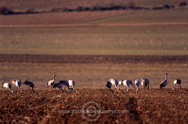 Common Crane (Grus grus) - Grue cendree - 21088