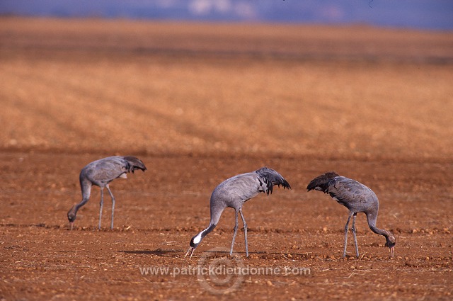 Common Crane (Grus grus) - Grue cendree - 21089