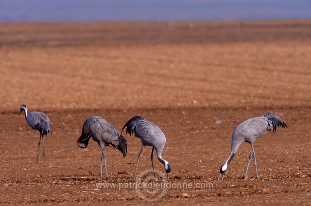 Common Crane (Grus grus) - Grue cendree - 21090