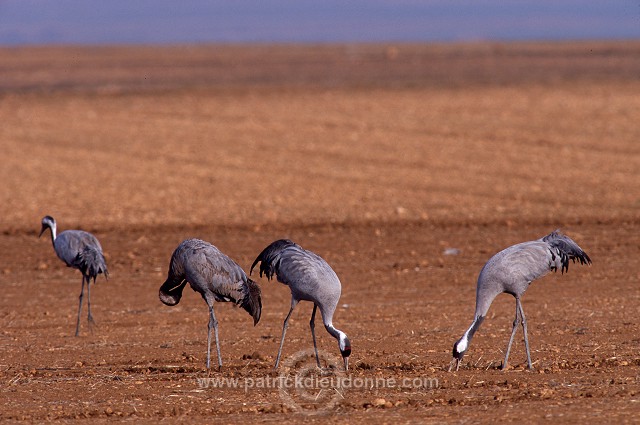 Common Crane (Grus grus) - Grue cendree - 21090