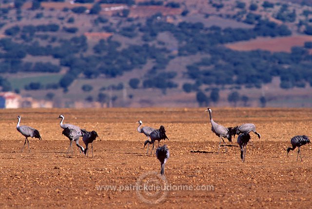 Common Crane (Grus grus) - Grue cendree - 21091