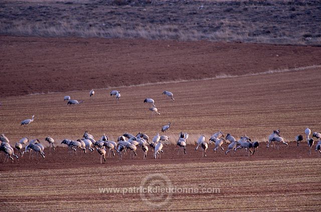 Common Crane (Grus grus) - Grue cendree - 21092