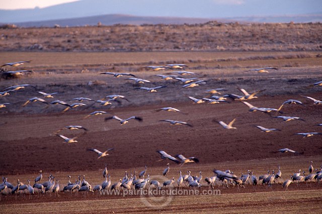 Common Crane (Grus grus) - Grue cendree - 21093