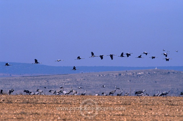 Common Crane (Grus grus) - Grue cendree - 21094