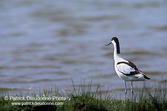 Avocet (Recurvirostra avosetta) - Avocette - 17482