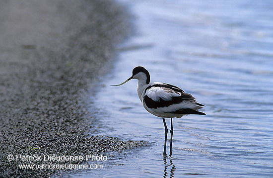 Avocet (Recurvirostra avosetta) - Avocette - 17483