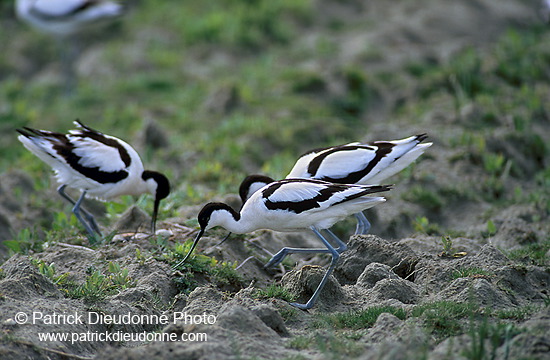 Avocet (Recurvirostra avosetta) - Avocette - 17484