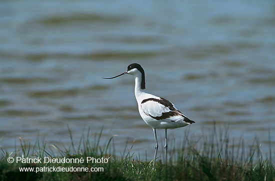 Avocet (Recurvirostra avosetta) - Avocette - 17485