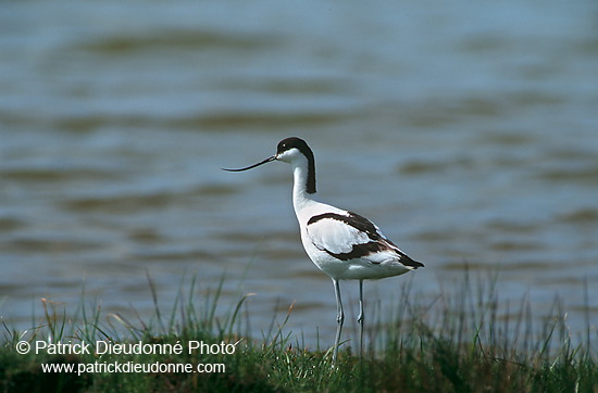 Avocet (Recurvirostra avosetta) - Avocette - 17485