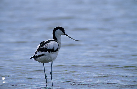 Avocet (Recurvirostra avosetta) - Avocette - 17488