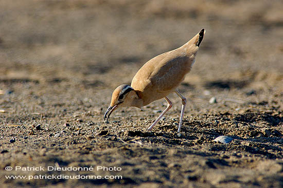 Cream-coloured Courser (Cursiorus cursor) Courvite isabelle 10595