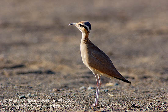 Cream-coloured Courser (Cursiorus cursor) Courvite isabelle 10596