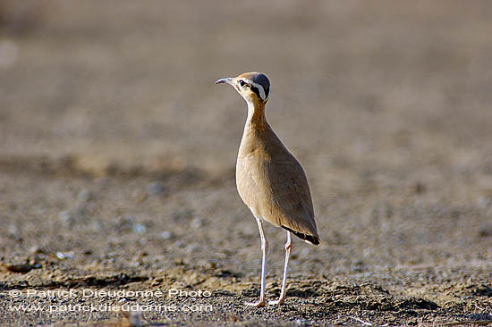 Cream-coloured Courser (Cursiorus cursor) Courvite isabelle 10597