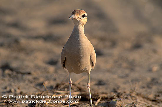 Cream-coloured Courser (Cursiorus cursor) Courvite isabelle  10925