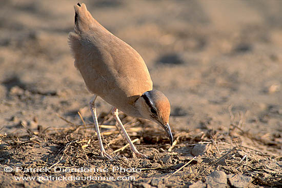 Cream-coloured Courser (Cursiorus cursor) Courvite isabelle  10926