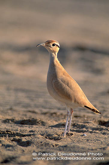 Cream-coloured Courser (Cursiorus cursor) Courvite isabelle  10927