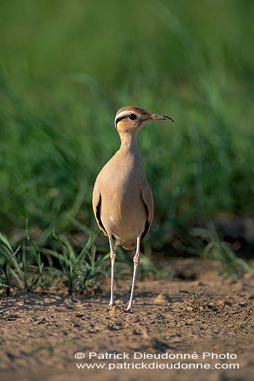 Cream-coloured Courser (Cursiorus cursor) Courvite isabelle  10928