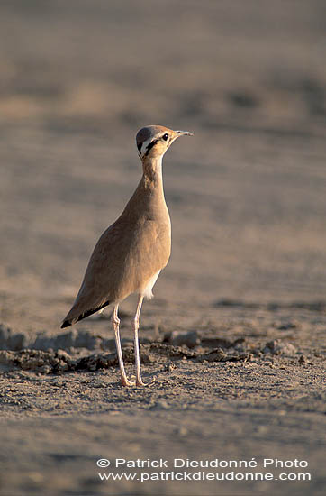 Cream-coloured Courser (Cursiorus cursor) Courvite isabelle  10930